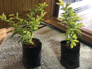 Golden Duranta,Duranta Erecta