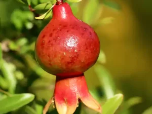 Grafted Pomegranate (Bhagwa Anar variety)- Plant