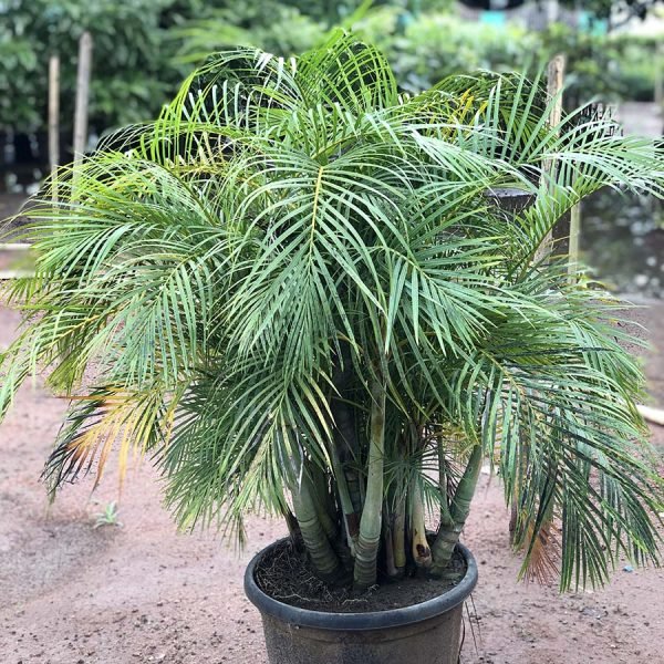 Dypsis Lutescens Dwarf