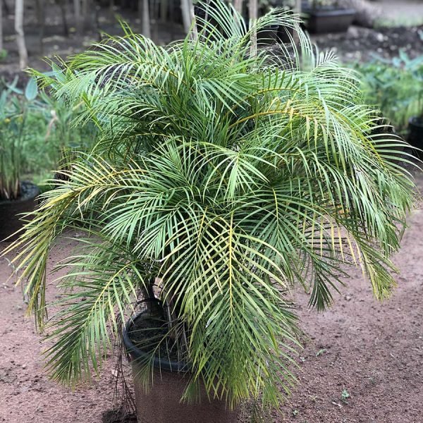 Dypsis Lutescens Dwarf