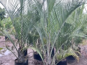 Striking Triangle Palm (Dypsis decaryi) - Add a touch of tropical elegance to your space