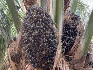 African Oil Palm Tree (Elaeis guineensis) for Sale - Perfect for Your Tropical Landscape