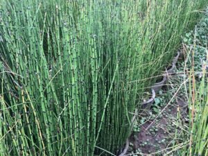 Equisetum Hyemale (Horse Tail)