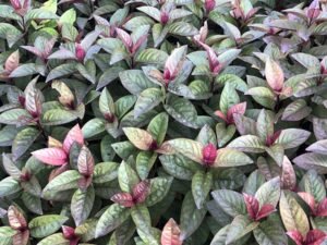 Eranthemum Varieties