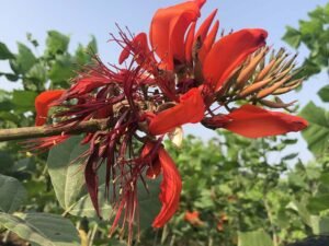Erythrina Indica