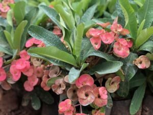 Euphorbia Milii
