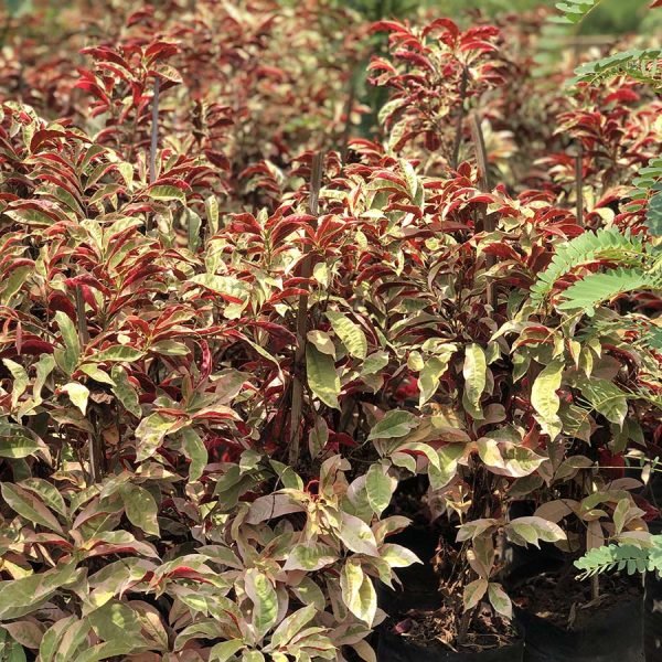 Excoecaria Bicolor