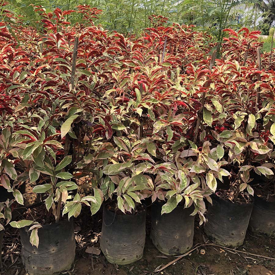 Excoecaria Bicolor