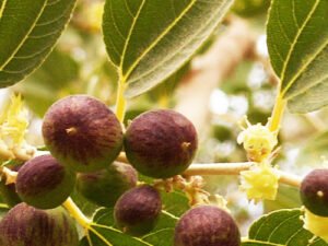 Phalsa plant | Grewia Asiatica Plants