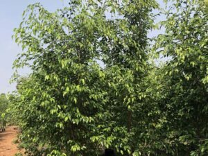 Ficus Benjamina