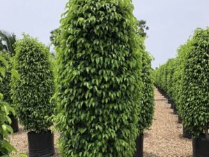 Black Ficus