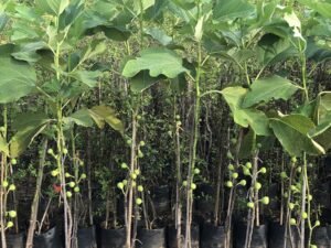 Ficus Carica