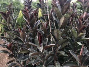 Ficus Elastica
