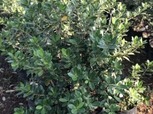 Ficus Long Island