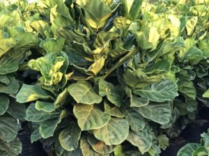 Ficus Lyrata