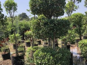 Ficus Microcarpa