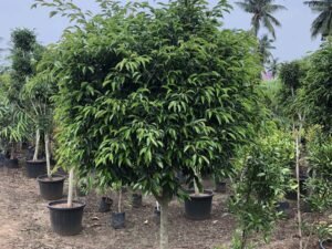 Ficus Nuda