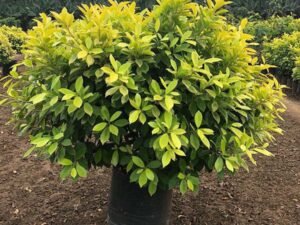 Ficus Panda