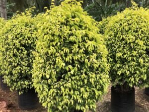 Ficus Reginald
