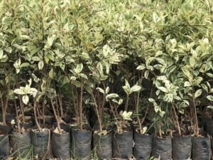 Ficus Safari