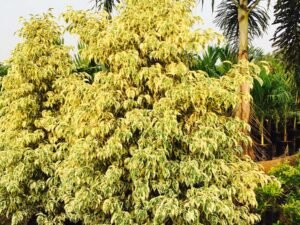 Ficus Starlight