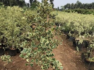 Ficus Triangularis