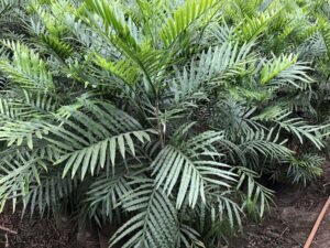 Filicium Decipiens