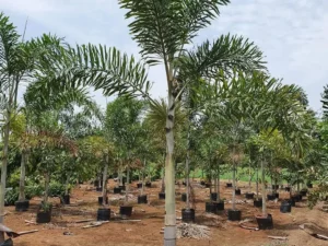 Foxtail Palm (Wodyetia Bifurcata) | Fox Tail Tree For Landscapers/Lawn Owners/ House Garden