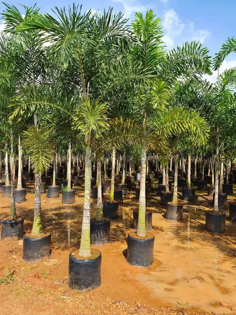 Foxtail Palm in Gajraula (Wodyetia Bifurcata) | Fox Tail Tree For Landscapers/Lawn Owners/ House Garden
