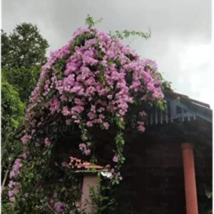 Garlic Vine, Mansoa Alliacea Plant