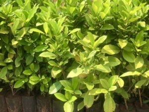 Cape Jasmine, Gardenia Jasminoides