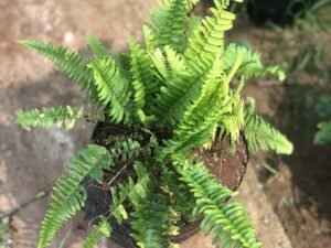 Golden Fern