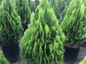 Golden Thuja