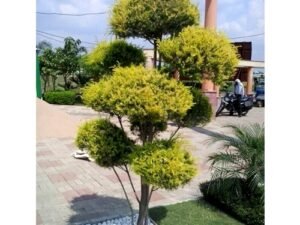 Golden Bottle Brush  Topiary Plant