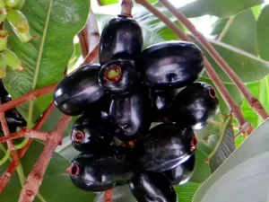 Grafted Jamun Indian Blackberry (Java Plum) Plant