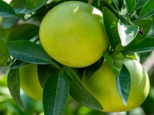 Grapefruit Plant, Pomelo (Chakotra)