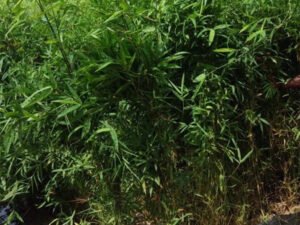 Green Bamboo