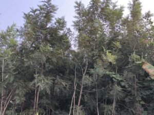 Grevillea Robusta