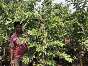 Guava -Psidium Guajava
