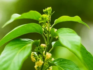 Gurmar | Gudmar | Gymnema sylvestre Plant