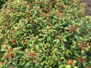 Hamelia Patens