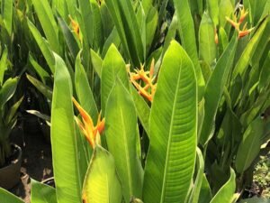 Heliconia Varities