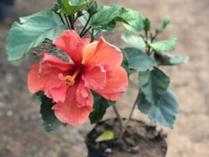 Multicolor Hibiscus, Hibiscus Species