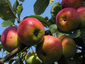 Grafted Apple fruit plant, (Hot climate variety)