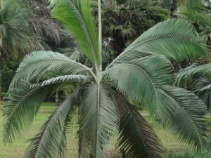 Beautiful Dictyosperma album (Princess Palm) and D. aurem (Hurricane Palm) for Sale - Add Tropical Elegance to Your Space