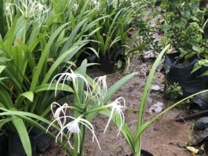 Spider Lily,Hymenocallis Littoralis