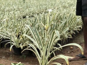 Variegated Spider Lily, Hymenocallis Littoralis Variegata