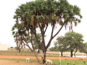 Buy Beautiful Hyphaene thebaica (Dhoum Palm) - A Versatile Gingerbread Palm Tree for Your Garden