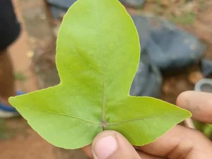 Ekvillam Bel Patra Plant, Single leaf Bel Patra