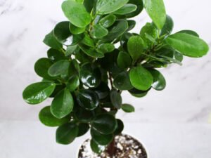Ficus Moclame, Ficus Microcarpa Plant